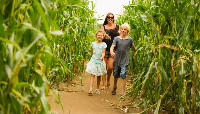 Maize Maze family landscape