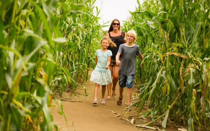 Maize Maze family landscape