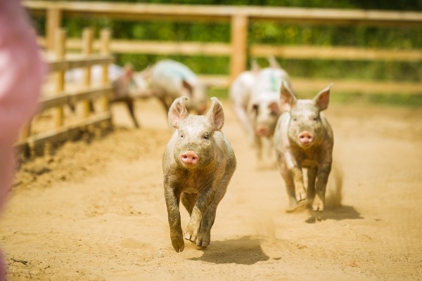 Pig Race pigs