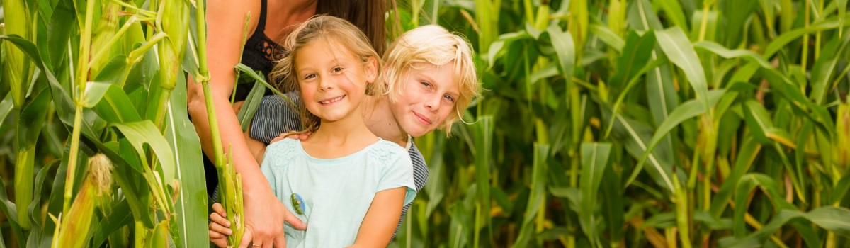 Giant Maize Maze 1